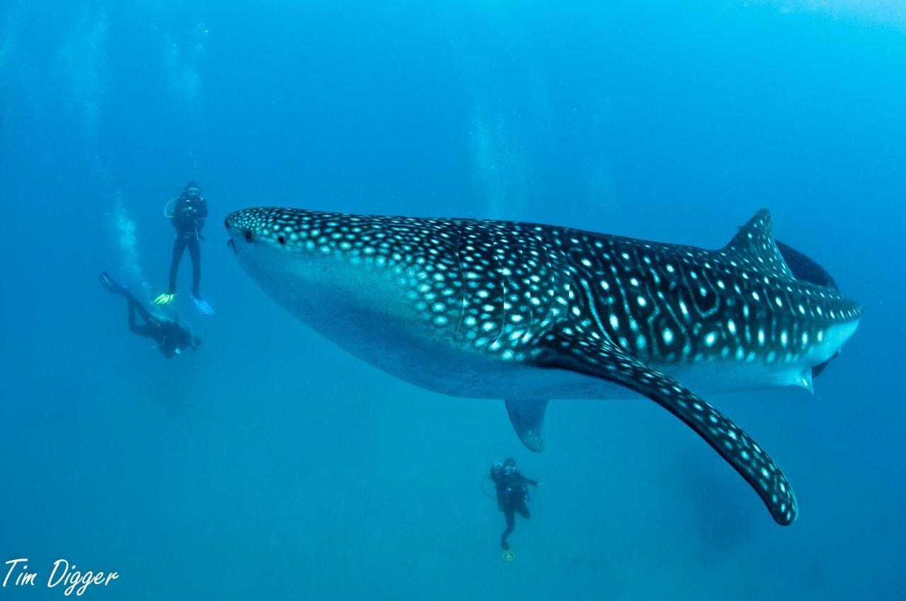 Turtle Bay Dive Resort