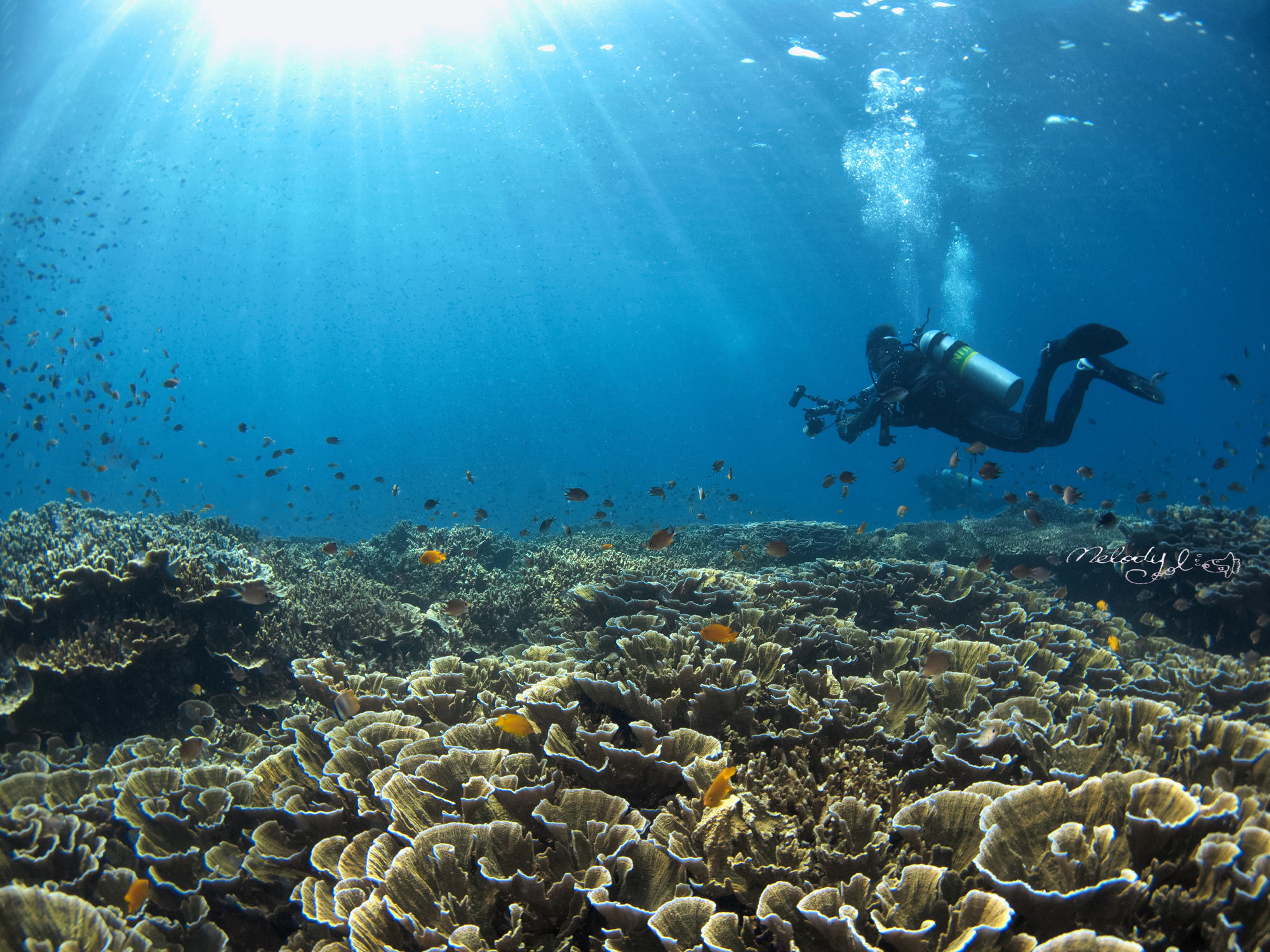 Turtle Bay Dive 4* Moalboal