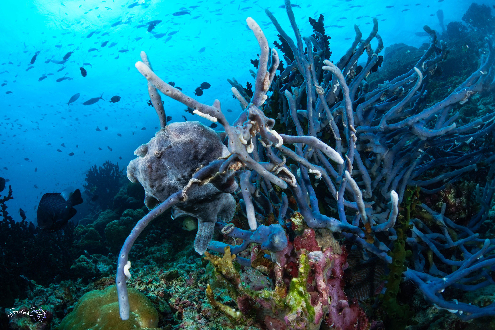 Turtle Bay Dive 4* Moalboal
