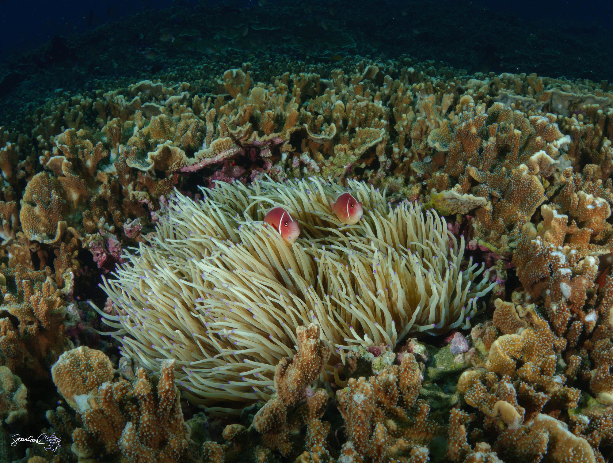 Turtle Bay Dive 4* Moalboal